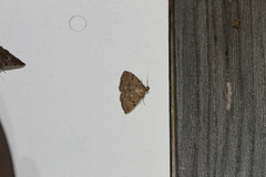 Zanclognatha dentata