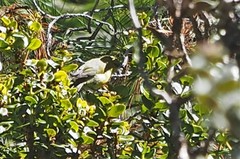 Chlorodrepanis virens wilsoni