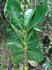 Ficus