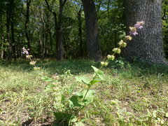 Salvia verticillata