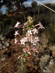 Ipomopsis aggregata candida