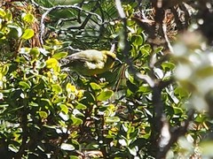 Chlorodrepanis virens wilsoni
