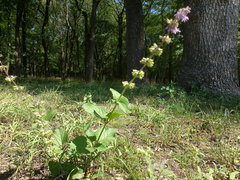 Salvia verticillata