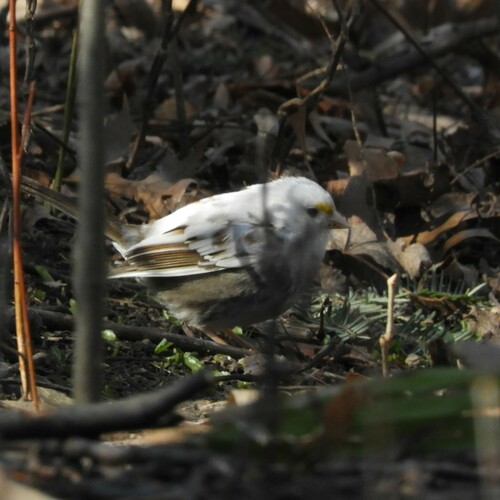White-throated Sparrow photographed in New York
