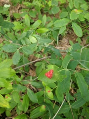 Lonicera dioica