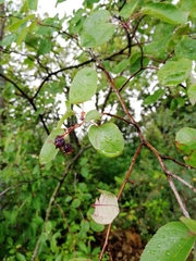 Amelanchier spicata