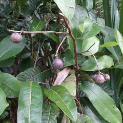 Ficus