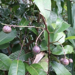 Ficus