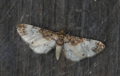Eupithecia breviculata