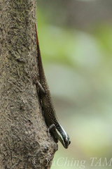 Dasia vittata