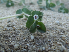 Euphorbia leucophylla