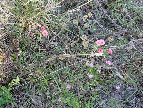 Image of Oxalis pendulifolia by (c) Nicola van Berkel, some rights reserved (CC BY-SA)