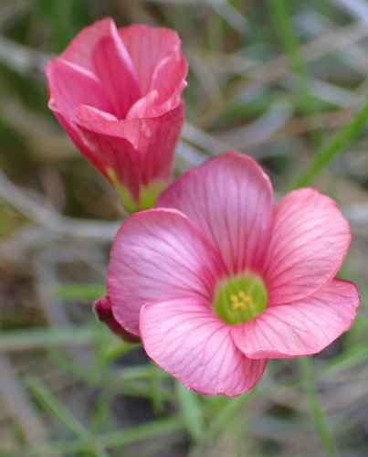 Image of Oxalis pendulifolia by (c) Nicola van Berkel, some rights reserved (CC BY-SA)