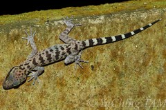 Cyrtodactylus baluensis