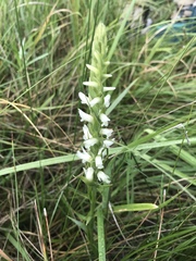 Spiranthes diluvialis