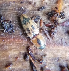 Aeolus mellillus