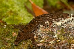 Cyrtodactylus pubisulcus