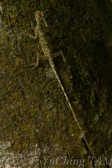 Draco