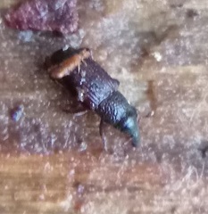 Dryophthorus americanus