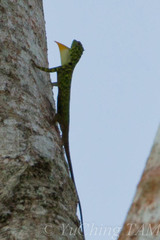 Draco cornutus