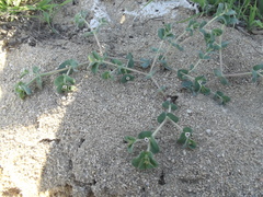 Euphorbia leucophylla