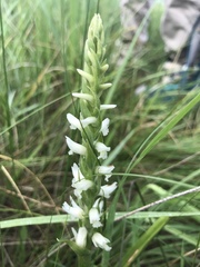 Spiranthes diluvialis