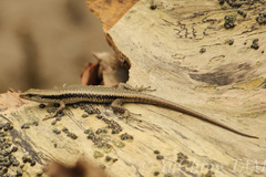 Emoia atrocostata