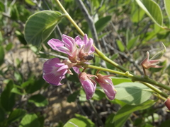 Hesperothamnus littoralis