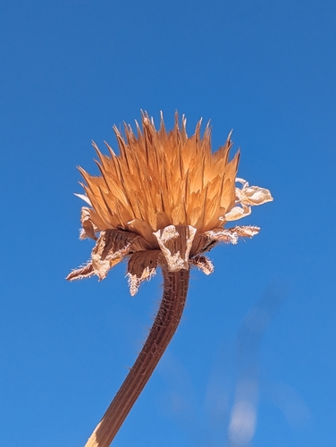 Foto de tithônia
