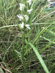 Spiranthes diluvialis