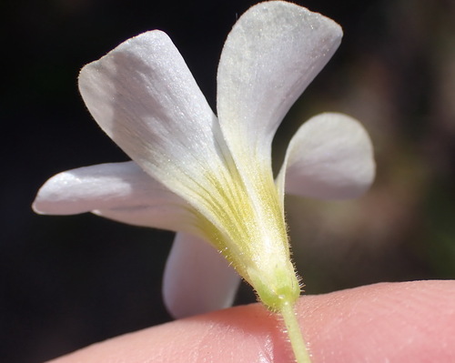 Image of Dotted Sorrel (Oxalis punctata) by (c) Nicola van Berkel, some rights reserved (CC BY-SA)