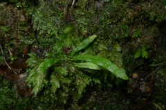 Notogrammitis ciliata