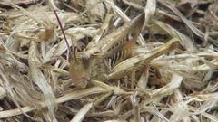 Chorthippus brunneus