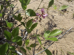 Hesperothamnus littoralis