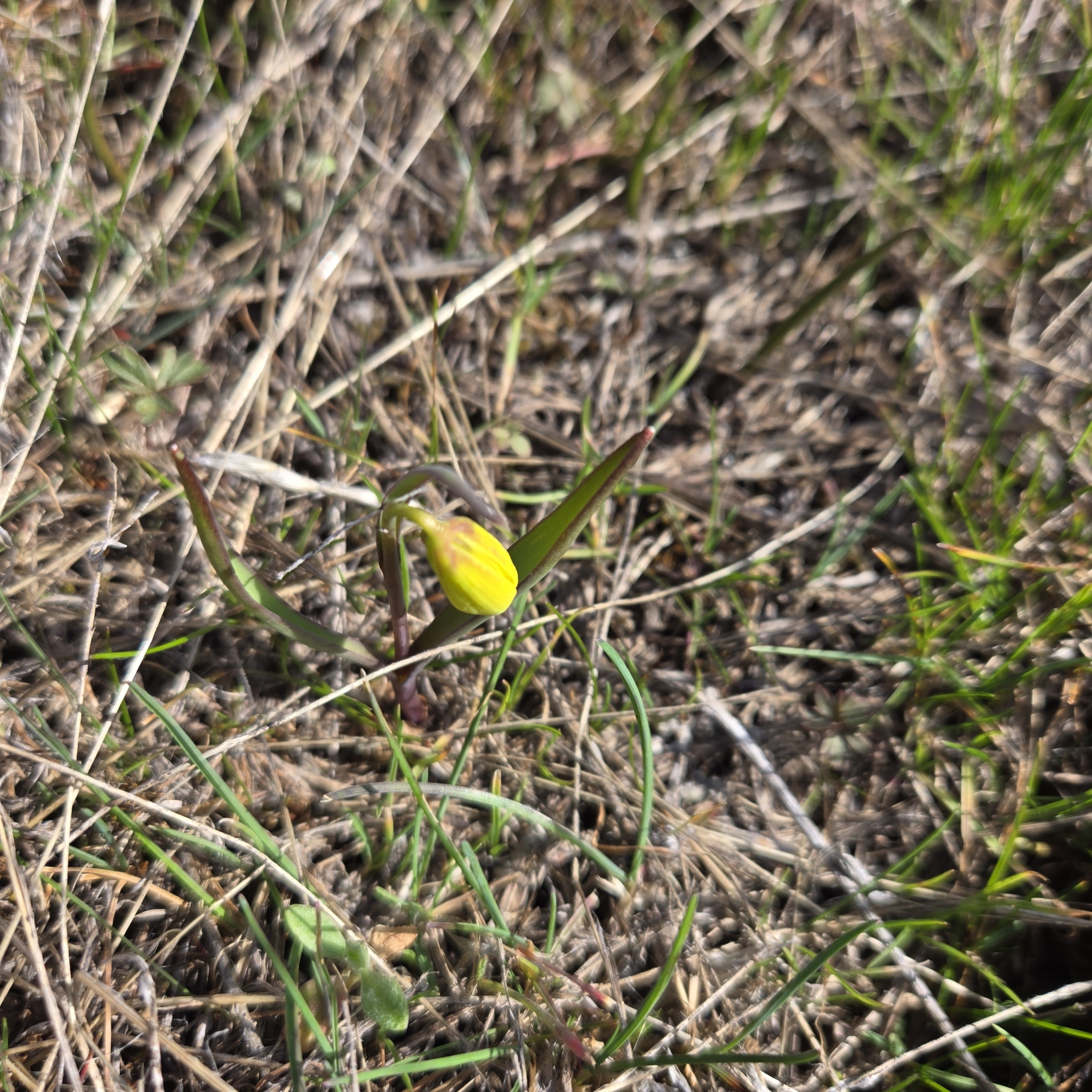 Imagem de Fritillaria pudica não possui um nome popular amplamente reconhecido no Brasil