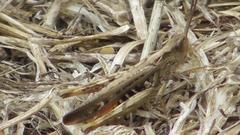 Chorthippus brunneus