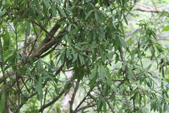 Bonellia macrocarpa macrocarpa