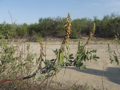 Indigofera fruticosa