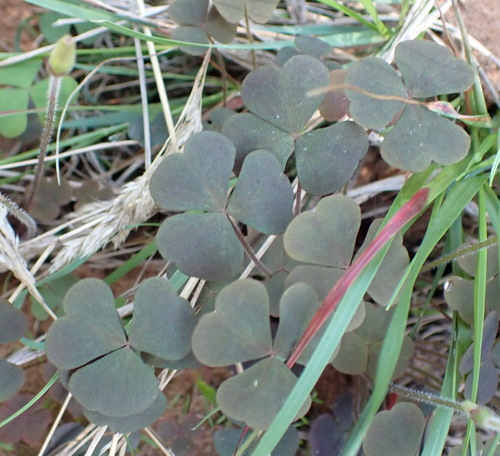Image of Oxalis punctata by (c) Nicola van Berkel, some rights reserved (CC BY-SA)