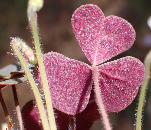 Image of Dotted Sorrel (Oxalis punctata) by (c) Nicola van Berkel, some rights reserved (CC BY-SA)