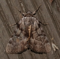 Catocala sordida