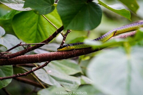 Common Tree Snake sighting