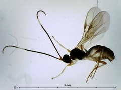 Hormiinae