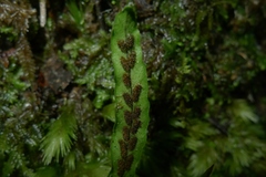 Notogrammitis ciliata