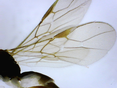 Hormiinae