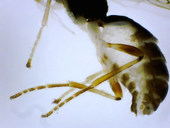Hormiinae