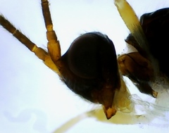 Hormiinae