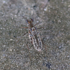 Ellipsoptera hamata