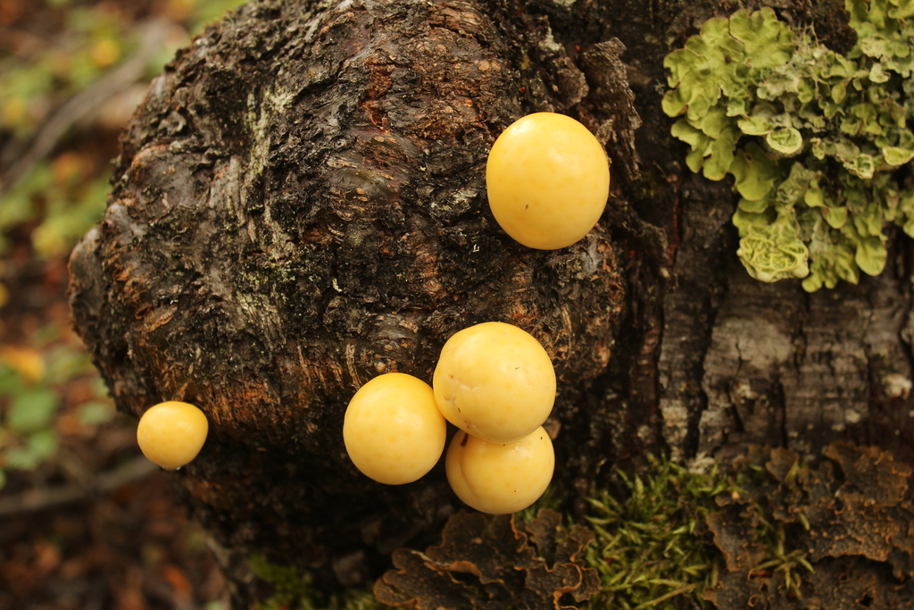Darwin's fungus