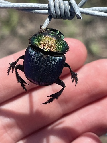 Phanaeus difformis photo 5